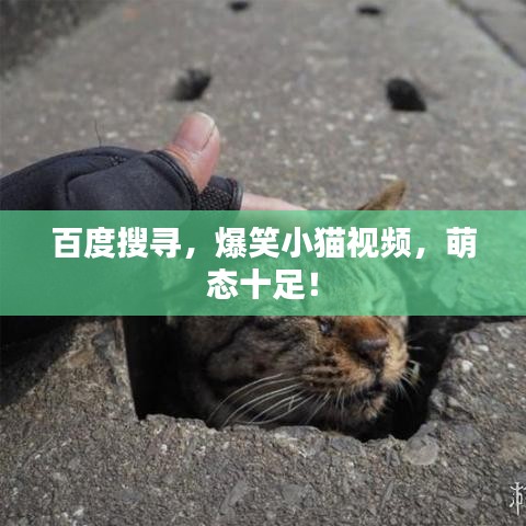 百度搜尋，爆笑小貓視頻，萌態(tài)十足！